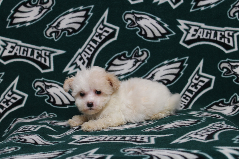 puppy, for, sale, Maltipoo, Matthew B. Stoltzfus, dog, breeder, Gap, PA, dog-breeder, puppy-for-sale, forsale, nearby, find, puppyfind, locator, puppylocator, aca